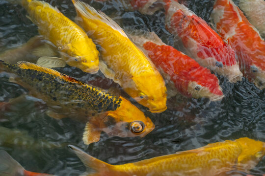 Colorful koi fish swim gracefully in clear water, a vibrant aquatic display