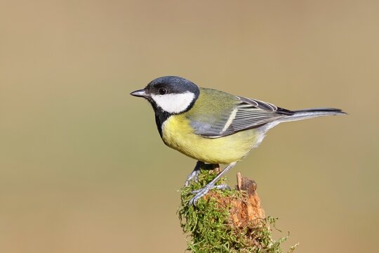 Great Tit (Parus major), male perched on a branch covered in moss and lichen, wildlife, animals, birds, tits, Wilnsdorf, North Rhine-Westphalia, Germany