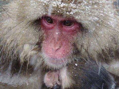Close-up: A snow monkey, Japanese macaque (Macaca fuscata), japanese macaque, bathes with its young in a hot spring during a snowstorm. Nagano, Japan