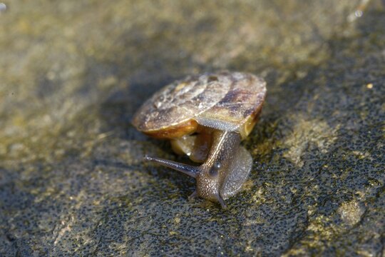 Helicigona lapicida, lapidary snail, rock picker, rock cutting snail, gastropod, mollusca, snails, molluscs