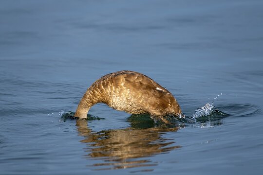 Red-crested pochard (Netta rufina), female diving, Lake Constance, Vorarlberg, Austria