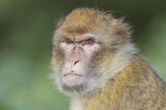 Barbary Macaque (Macaca sylvanus), adult, captive