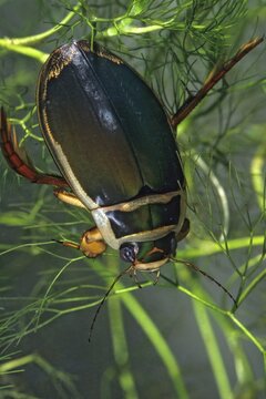 Dytiscus marginalis, yellow-burn beetle, great diving beetle, aquatic, beetle, high size, vertical format, insects, beetles, males, males
