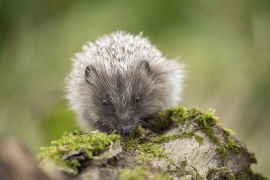 European hedgehog (Erinaceus europaeus) adult animal walking on a tree stump, Suffolk, England, United Kingdom