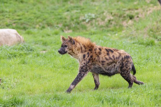 An adult female Spotted Hyena (Crocuta crocuta) runs across a green meadow