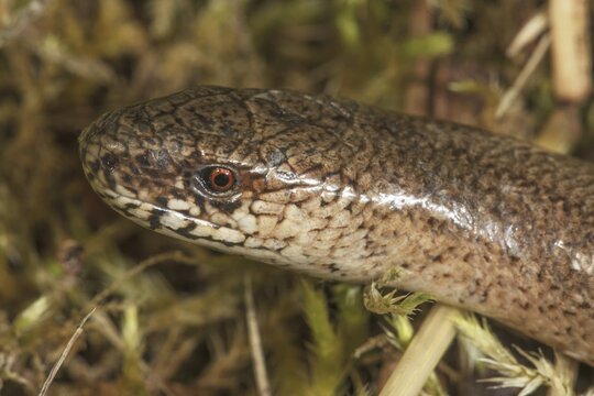 Close-up of the head of a slow worm (Anguis fragilis) with detailed scales and a red eye, Baden-W&uuml;rttemberg, Germany