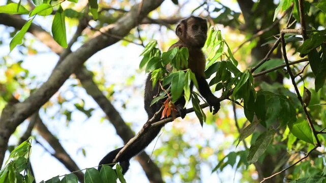 Azaras's Capuchin on a tree,  they walk among the branches , Hooded Chapucin, Sapajus cay,  monkey, fruit, eat, Manaus, Amazon,  Brazil 