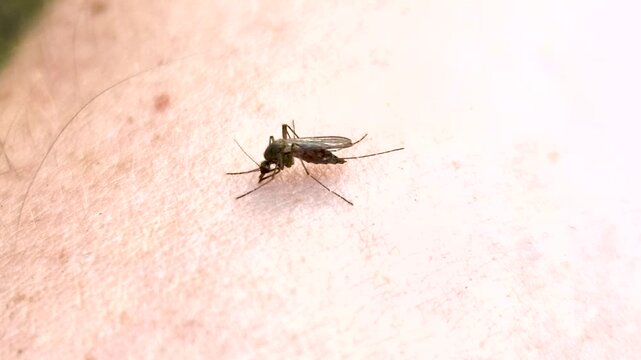 Mosquito female is engorging by human blood.