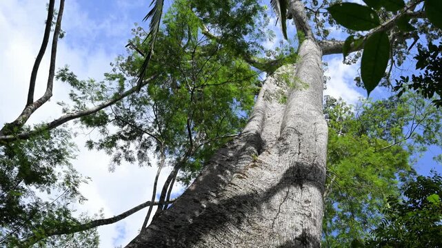 monumental tree in the Brazilian Amazon rainforest, Tree, monumental tree, plant, sun, Amazon, Manaus, Brazil