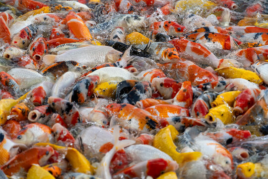 A vibrant school of colorful koi fish swimming in clear water