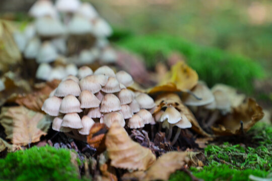 A large colony of small light mushrooms grows among fallen autumn leaves and green moss in the forest. Soft focus highlights the texture of the conical caps in the foreground, creating depth in the fr