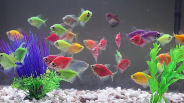Colorful glowing tetra fish swim together in freshwater aquarium with pebble substrate.
