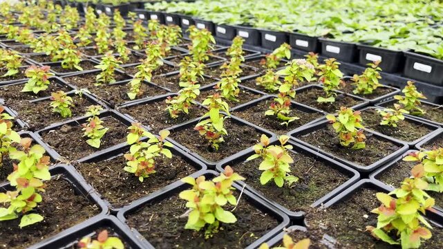 Seedlings grow in neat black square trays in bright greenhouse nursery, forming orderly repeating cultivation rows with fresh green leaves, reddish tips, and dark soil