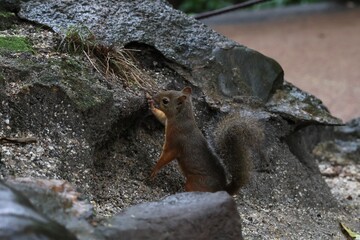 Japanese squirrel (Sciurus lis) in a natural environment at a zoo © ame