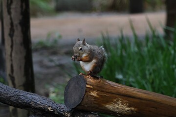 Japanese squirrel (Sciurus lis) in a natural environment at a zoo © ame