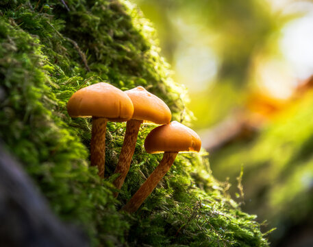 Pilze im Herbstwald bei Hildesheim, Deutschland &ndash; Nat&uuml;rliche Waldszene mit Herbstlaub