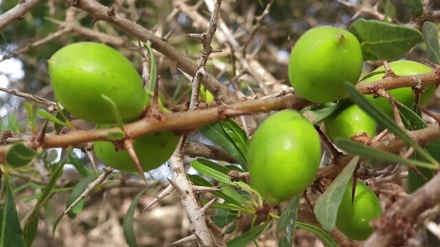 Branch of an argan tree with ripening fruits swaying gently under bright sunlight in Morocco. Natural agricultural scene featuring organic argan nuts growing on traditional Moroccan argania tree.