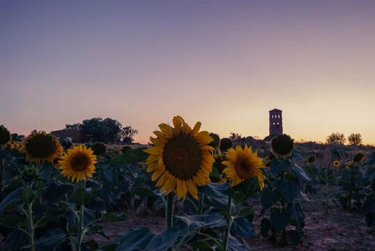 Campos de girasoles.
Estos cultivos son bellas estampas en los campos de verano y contrastan con los atardeceres.