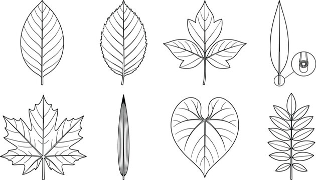 Black and White Leaf Shape Line Art Illustrations with Diverse Botanical Forms and Vein Patterns