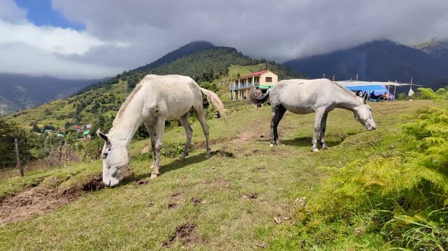 Mountain Horses Grazing on Green Meadow Near Bedni Bugyal on Roopkund Trek, Uttarakhand