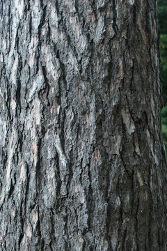 Pine Tree Bark Texture Rough Grey Wooden Trunk Surface Close Up