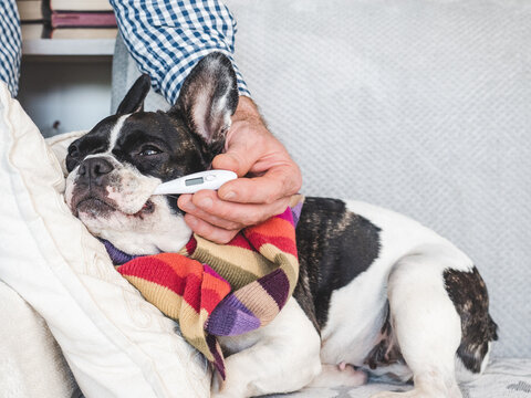 Man takes a French Bulldog's temperature with a digital thermometer. Sick dog wrapped in a wool scarf on sofa. Pet healthcare care at home. Responsible pet ownership. Ideal for veterinary content