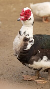 Vertical 9:16 portrait of a Muscovy duck with red caruncles standing on dirt farm ground