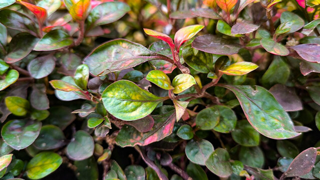 Alternanthera Ficoidea Colorful Leaves Closeup