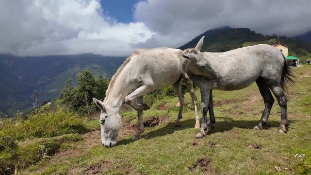 Two Pack Mules Grazing on Himalayan Meadow Near Bedni Bugyal, Uttarakhand