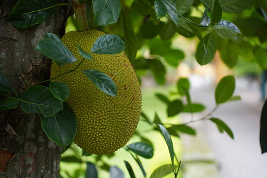 jack fruit