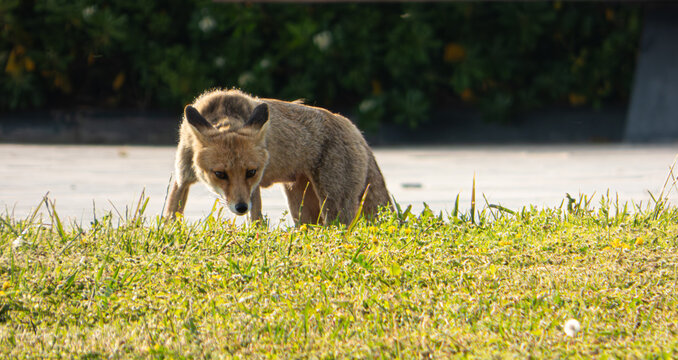 A wild red fox (Vulpes vulpes) walking through the city park during the daytime.