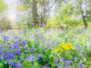 Fototapeta premium Yellow wildflowers blooming among purple flowers in a lush green woodland garden with soft natural light and dreamy bokeh background in spring.