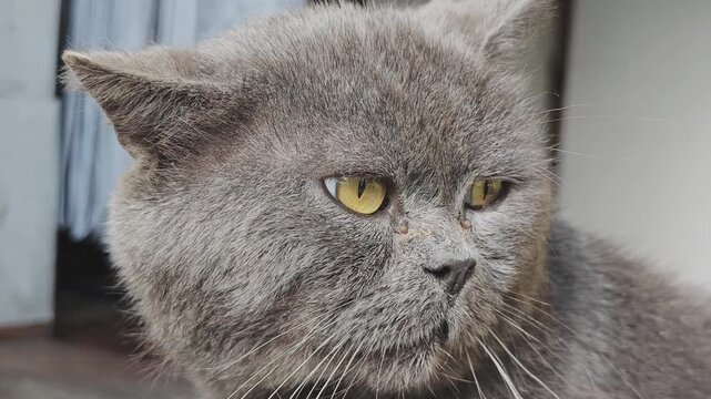 Close up of a disgruntled grey British shorthair cat with piercing yellow eyes. The cat is gently rotating its head, displaying an irritable and displeased expression