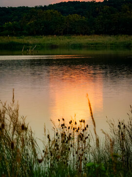 A serene sunset glow reflecting on a calm lake with tall grass silhouettes along the shoreline in a natural reserve