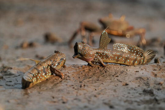 Mudskipper Displaying Aggressive Territorial Behavior on a Mangrove Mudflat