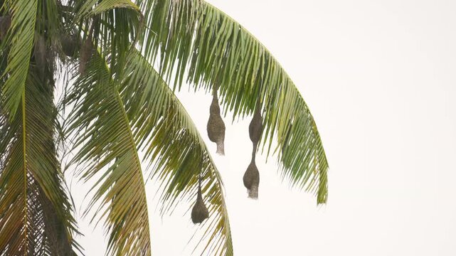 Rainy and windy day with a coconut tree and a bird's nest.