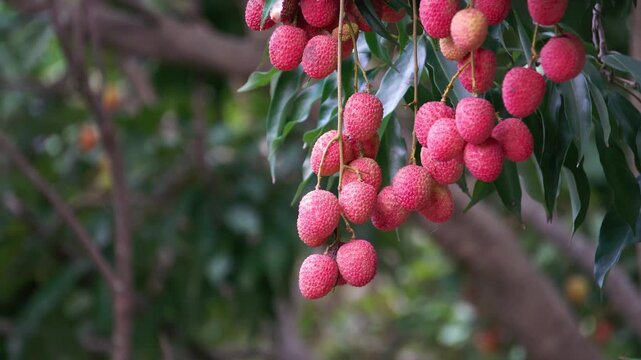 Red Lychee fruit hanging on a tree in an orchard.