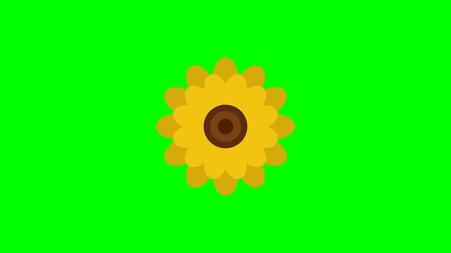Professional 4K animated rotating simple layered paper cutout sunflower featuring symmetrical overlapping botanical flat petals with a textured center seed disk isolated on pure chroma key green scree