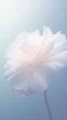 Obraz premium Blurred gradient white Carnation carnation blossom flower.