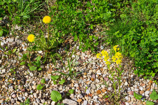 Bright yellow dandelions and wildflowers boldly pop against rugged gravel rocks and lush green weeds in a vibrant rustic patch