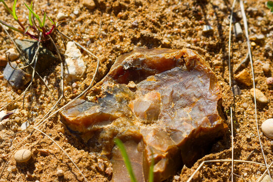 Raw brown chalcedon gemstone discovered embedded in dry sandy quarry soil during exciting rockhounding expedition in wilderness nature