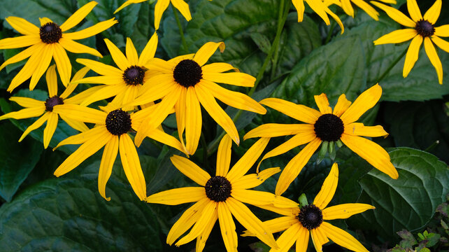 Beautiful flower beds with blooming yellow Rudbeckia fulgida flowers. Black‑eyed Susan.