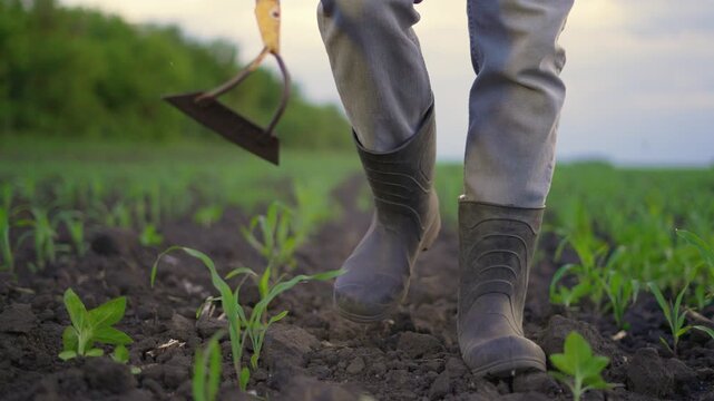 Farmer legs in rubber boots walk through corn field carrying hoe. Diligent farmer steps across dark fertile soil between rows of green seedlings. Corn sprouts grow in cultivated farmland at dusk.