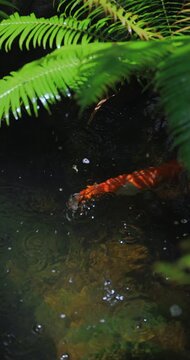 Orange Koi Fish Swimming Under Green Fern Fronds Top View