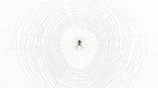 Spooky spider on haunted web, Halloween night decoration for autumn party. Trick or treat candy, witch, ghost, bat, black cat, skeleton, corn, moon, pumpkin patch