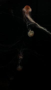 Glowing Bioluminescent Jellyfish Swimming in Dark Water Aquarium Ocean Background