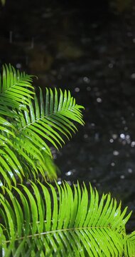 Green Fern Fronds with Raindrops Close-Up