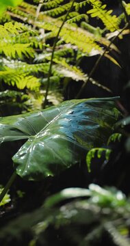 Large Green Tropical Leaf with Raindrops and Ferns Close-Up