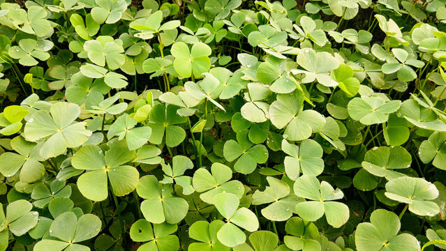 green leaves background