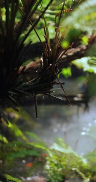 Tropical Plant Stems and Ferns in Light Rain Close-Up